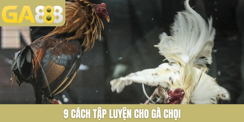 9+ Cách Tập Luyện Cho Gà Chọi Cực Chuẩn Do Sư Kê Chia Sẻ - Zenlucky89
