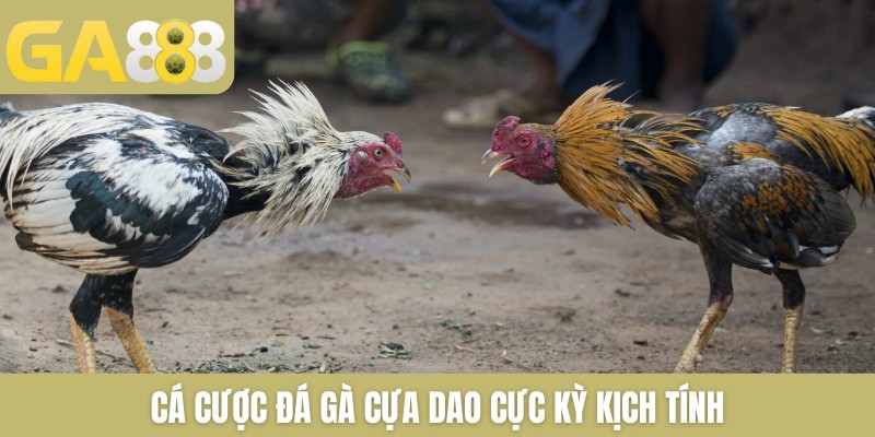 Đá gà GA888 trực tiếp gà chọi mới nhất bên Thomo mỗi ngày - Zenlucky89