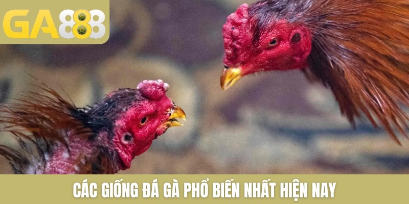 Đá Gà Thomo Trực Tiếp Mới Nhất Hôm Nay Tại Nhà Cái GA888 - Zenlucky89