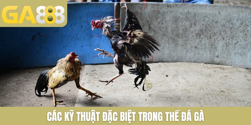 Thế Đá Gà Là Gì Và Có Những Kỹ Thuật Đá Chọi Nào Phổ Biến 2026 - Zenlucky89