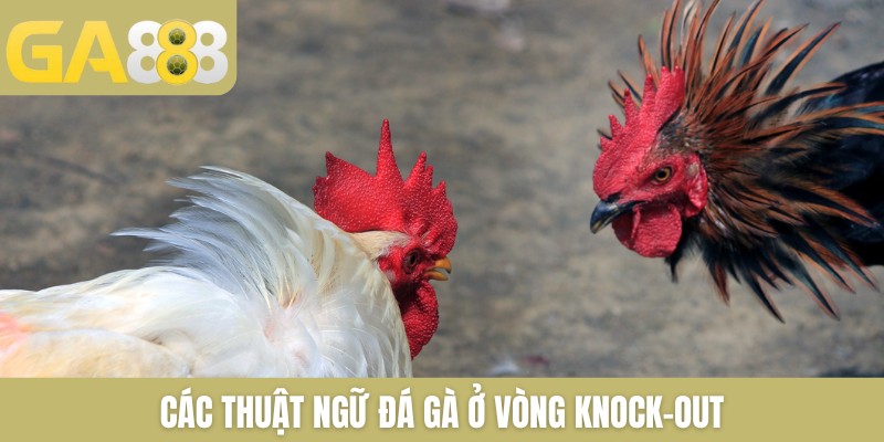 Vòng Knock-Out Trong Đá Gà Là Gì Và 3 Cách Thắng Ở Vòng KO - Zenlucky89