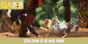 Ga888 | Link Vào +888k Xanh Chín Chào Tân Thủ Nạp Đầu - Zenlucky89