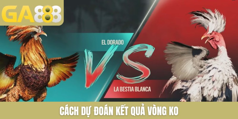 Vòng Knock-Out Trong Đá Gà Là Gì Và 3 Cách Thắng Ở Vòng KO - Zenlucky89