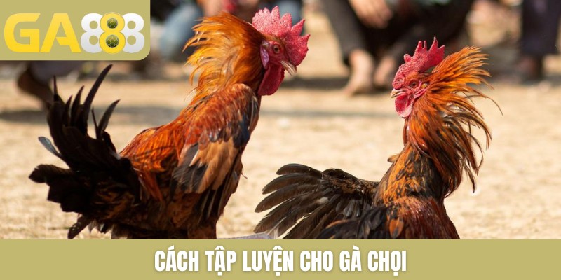 Đá gà GA888 trực tiếp gà chọi mới nhất bên Thomo mỗi ngày - Zenlucky89