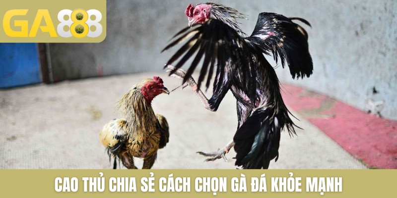 5+ Cách Chọn Gà Đá Khỏe Mạnh Đá Tốt Cực Chuẩn Từ Sư Kê - Zenlucky89