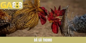 Ga888 | Link Vào +888k Xanh Chín Chào Tân Thủ Nạp Đầu - Zenlucky89