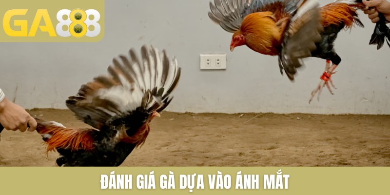 5+ Cách Chọn Gà Đá Khỏe Mạnh Đá Tốt Cực Chuẩn Từ Sư Kê - Zenlucky89