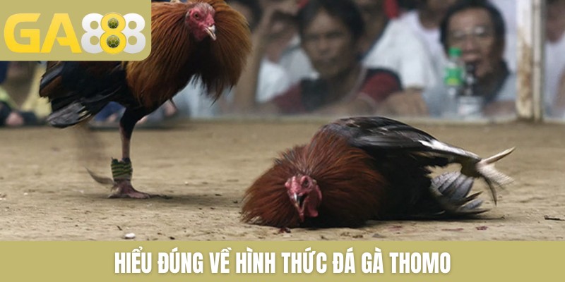 Đá Gà Thomo Trực Tiếp Mới Nhất Hôm Nay Tại Nhà Cái GA888 - Zenlucky89