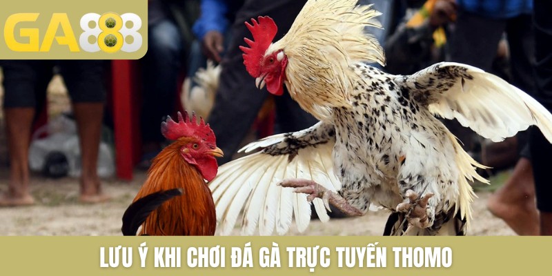 Đá Gà Thomo Trực Tiếp Mới Nhất Hôm Nay Tại Nhà Cái GA888 - Zenlucky89