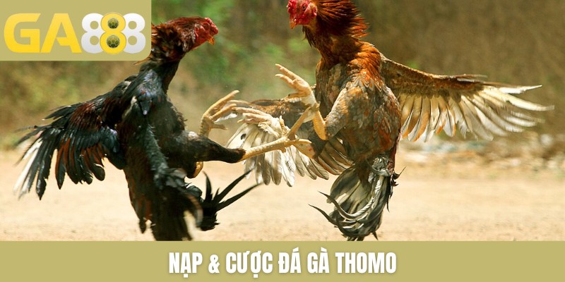 Đá gà GA888 trực tiếp gà chọi mới nhất bên Thomo mỗi ngày - Zenlucky89