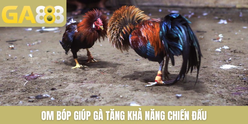 9+ Cách Tập Luyện Cho Gà Chọi Cực Chuẩn Do Sư Kê Chia Sẻ - Zenlucky89