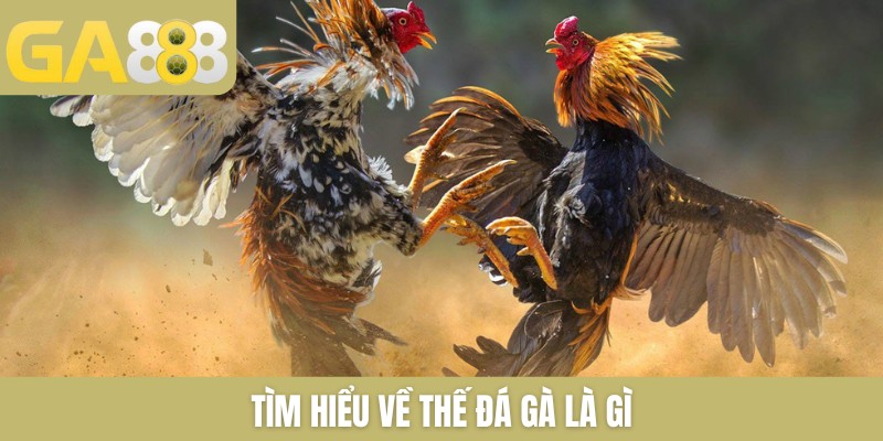 Thế Đá Gà Là Gì Và Có Những Kỹ Thuật Đá Chọi Nào Phổ Biến 2026 - Zenlucky89