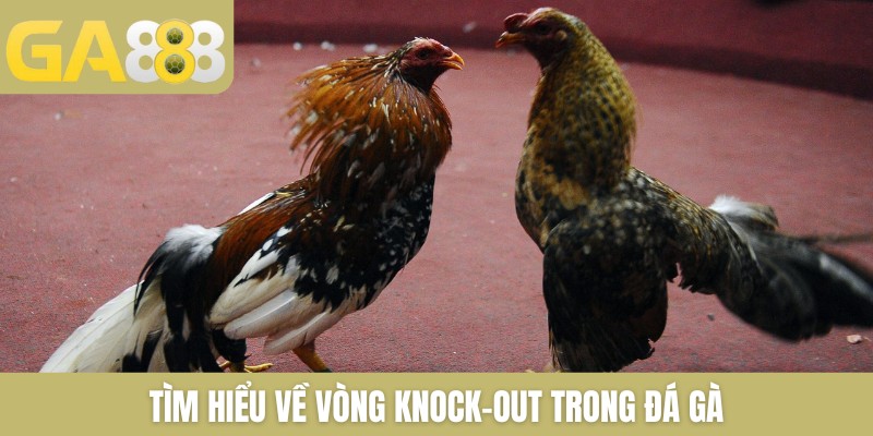 Vòng Knock-Out Trong Đá Gà Là Gì Và 3 Cách Thắng Ở Vòng KO - Zenlucky89