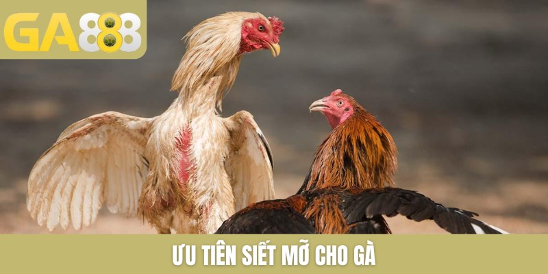 9+ Cách Tập Luyện Cho Gà Chọi Cực Chuẩn Do Sư Kê Chia Sẻ - Zenlucky89