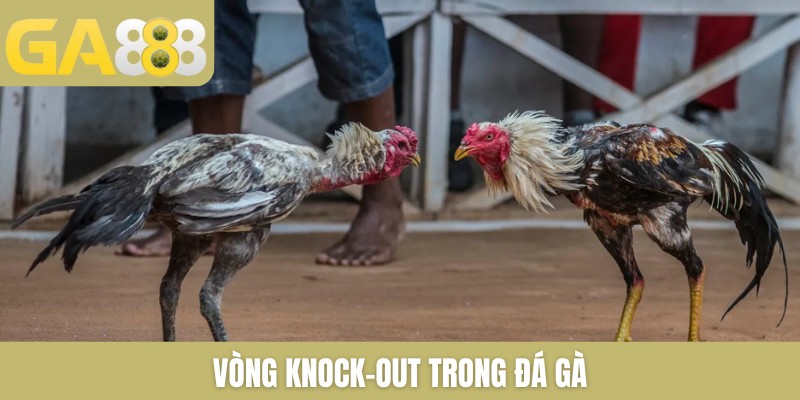 Đá gà GA888 trực tiếp gà chọi mới nhất bên Thomo mỗi ngày - Zenlucky89